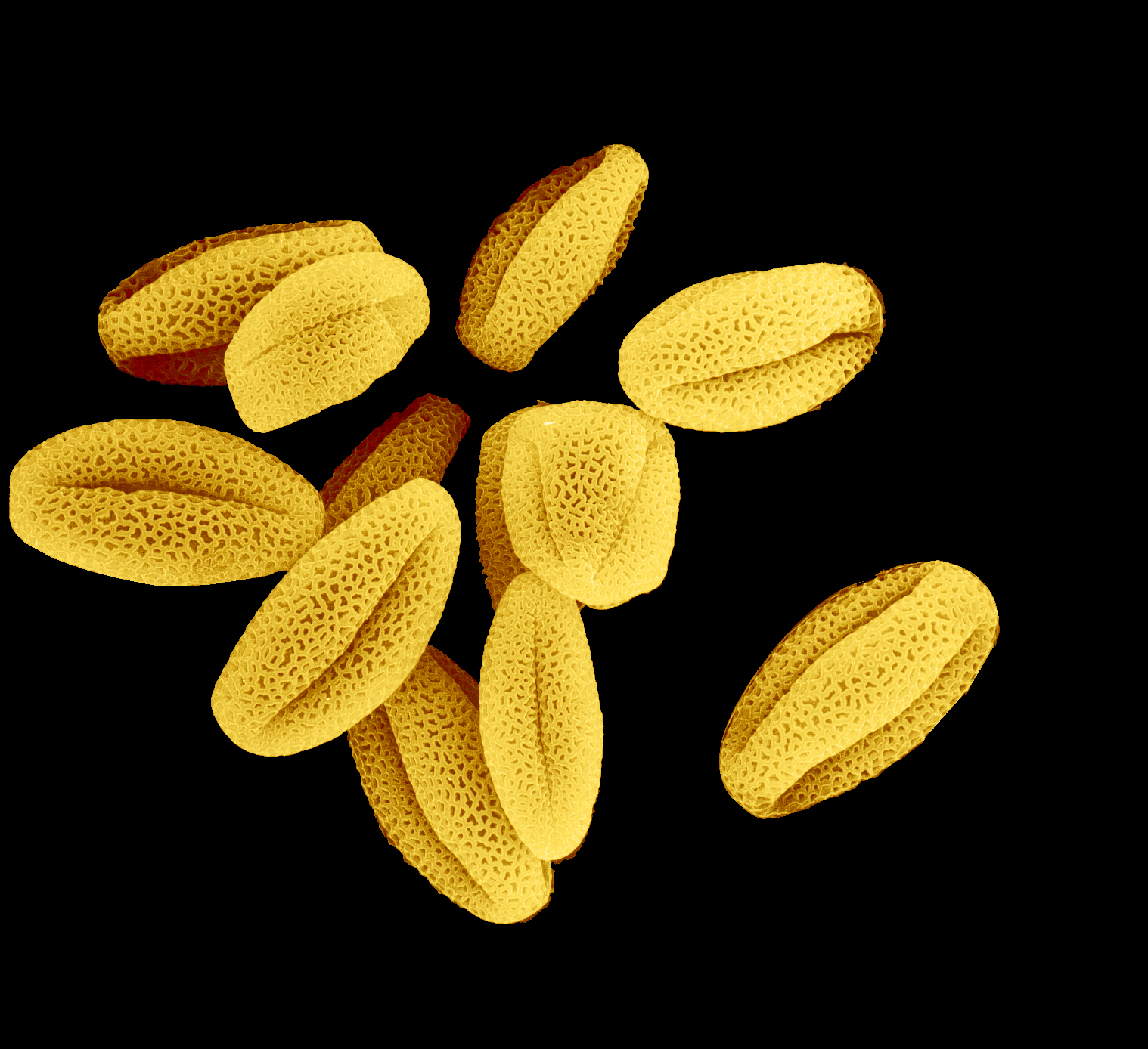 Пыльца сайт. Микрофотография пыльцы покрытосеменных. Пыльца цветковых растений. Пыльца сосны микрофотография. Пыльца растений под микроскопом.